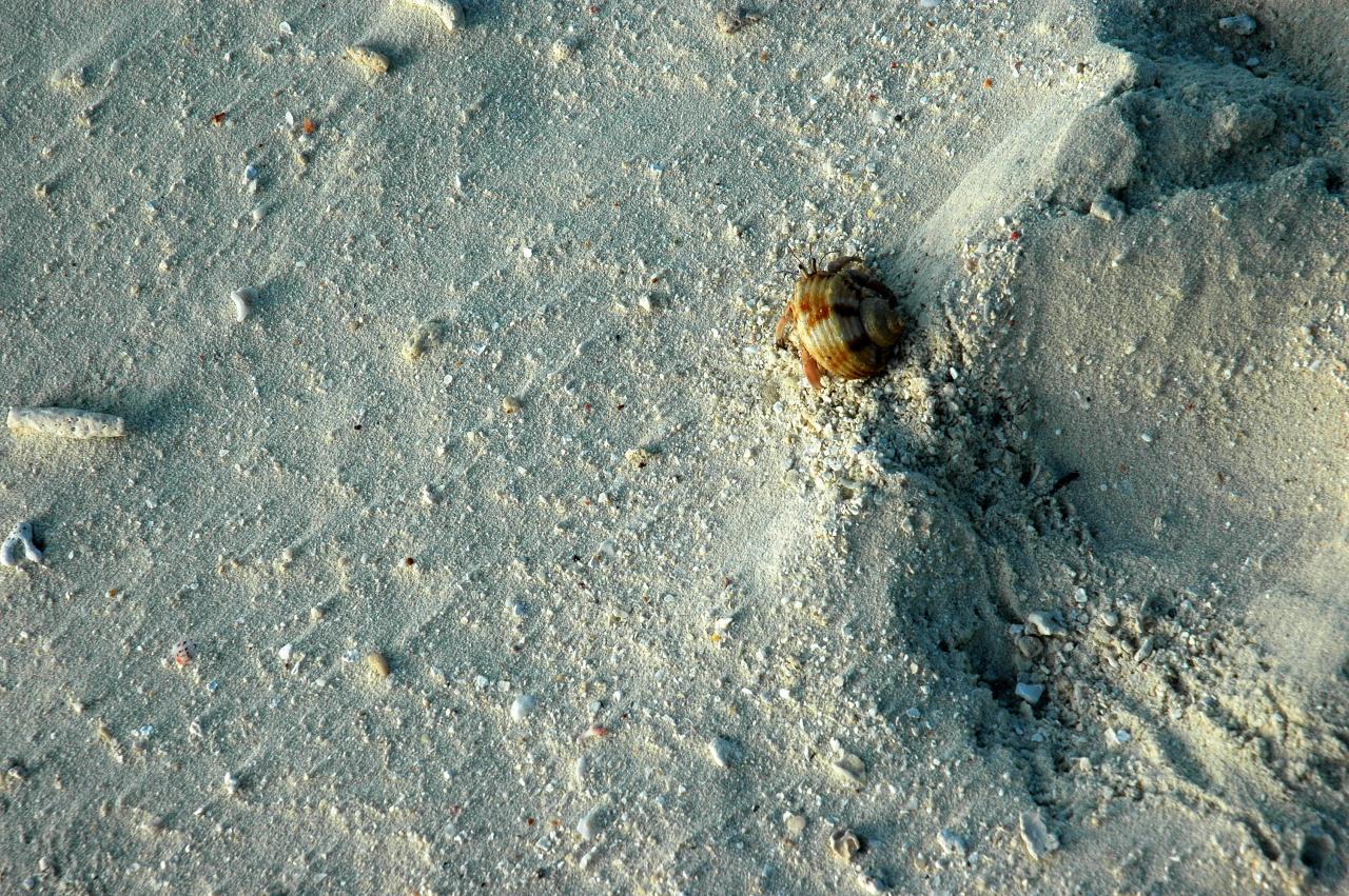 Makunudu Island, North Malé Atoll, Maldives.