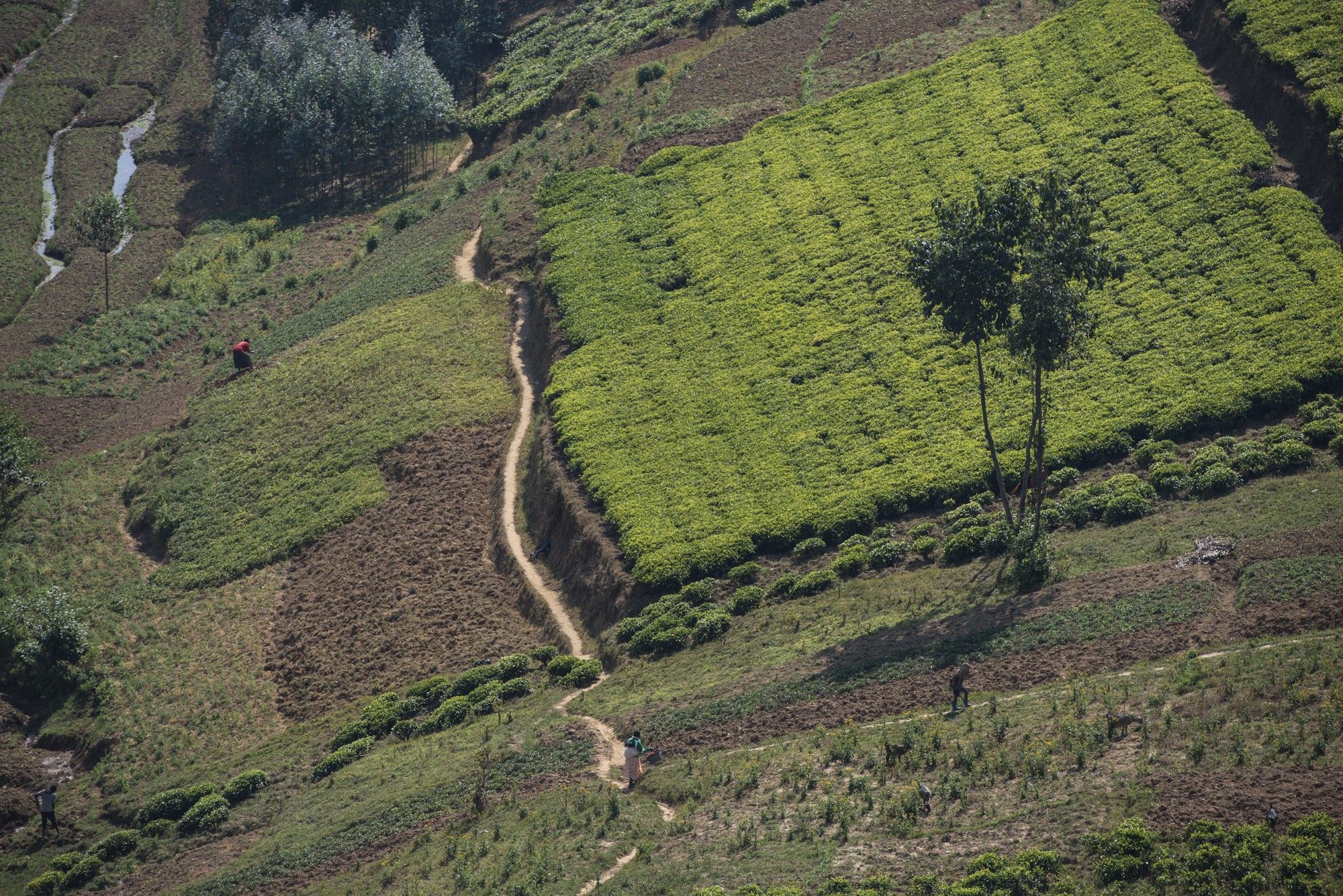 Route Cyangugu - Nyungwe