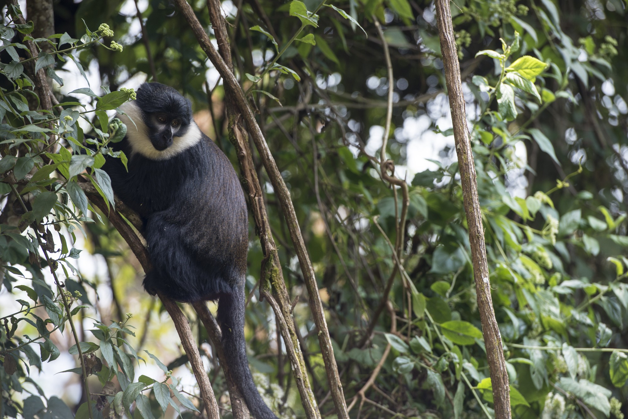 Nyungwe