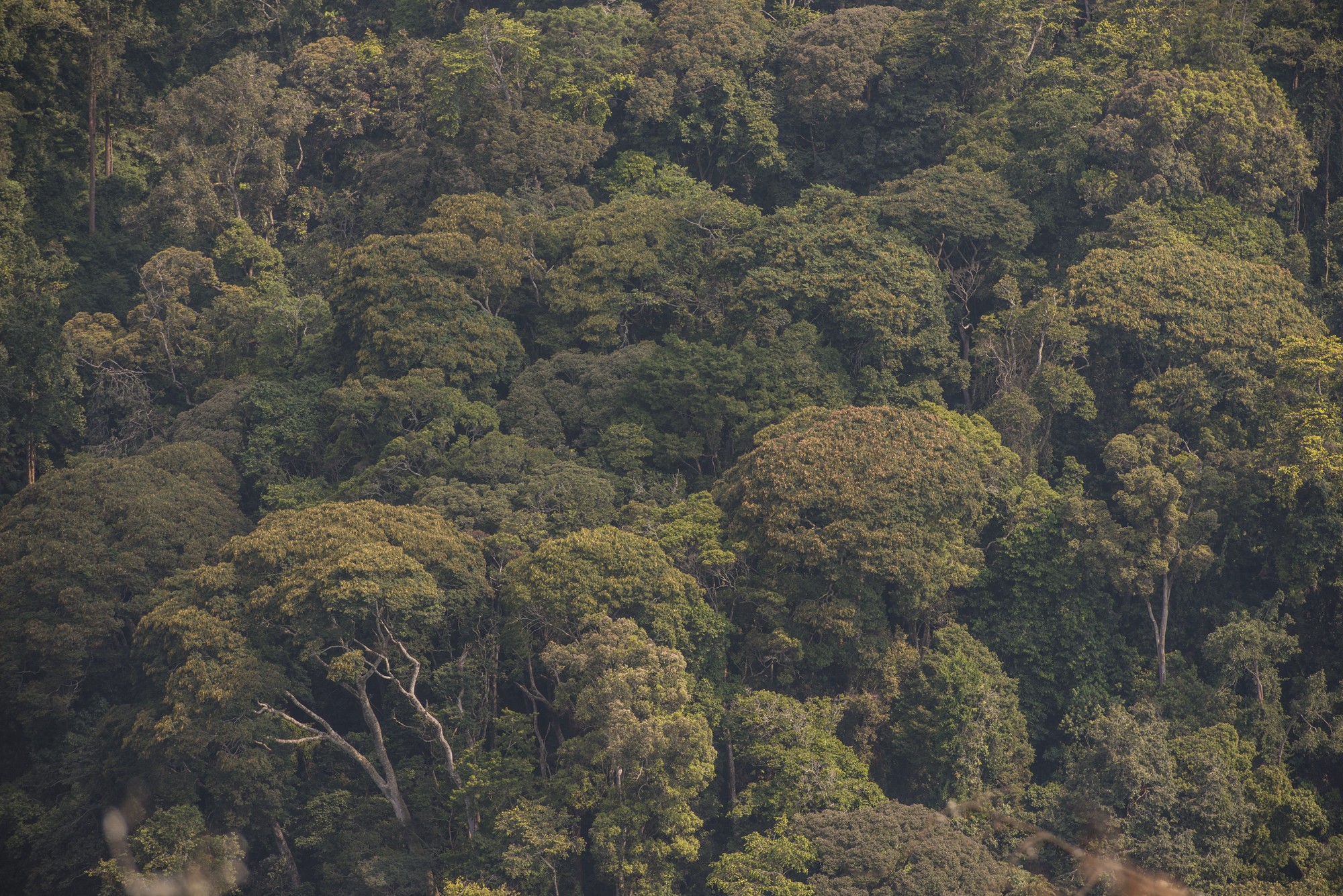 Nyungwe