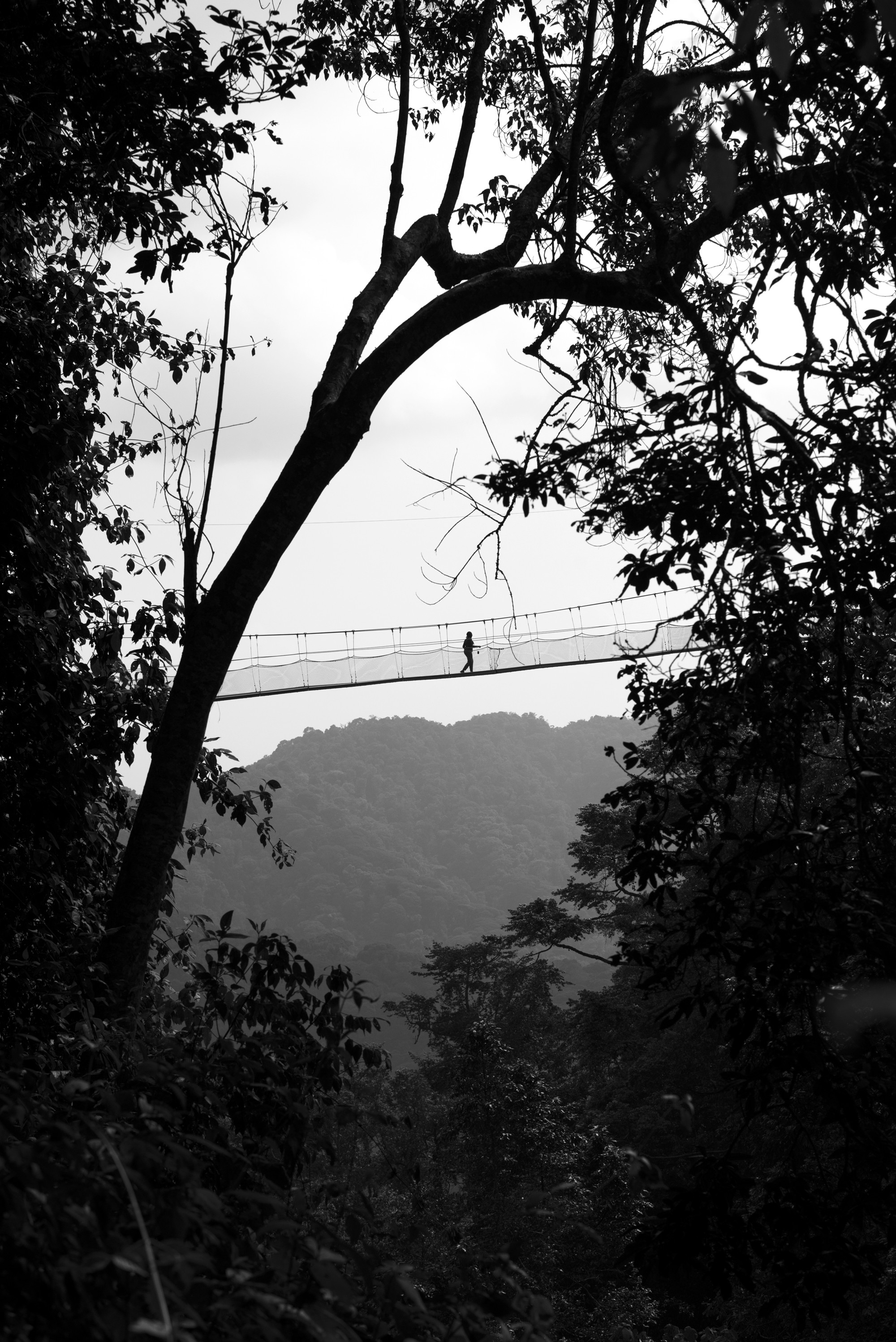 Nyungwe - Canope Walk