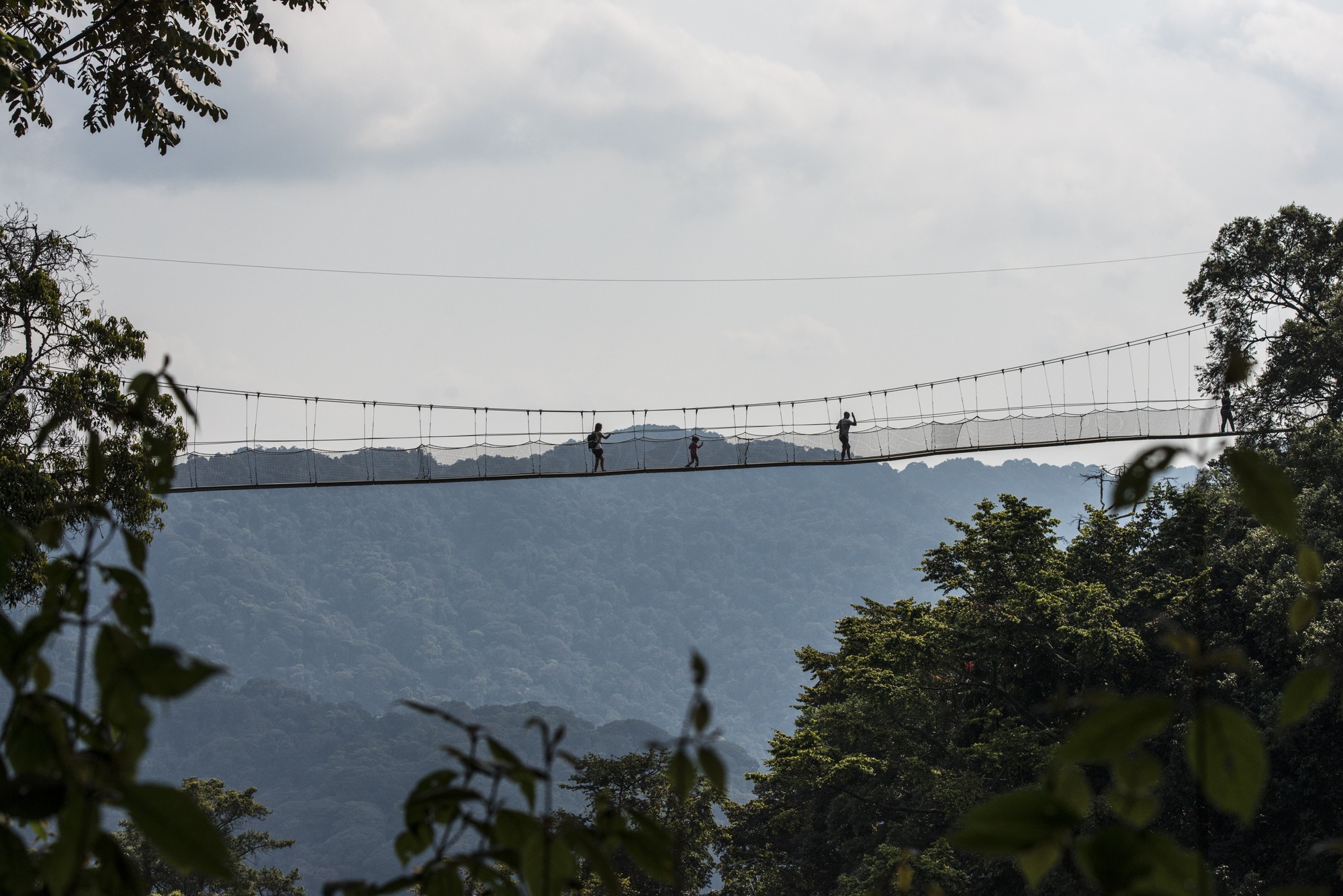 Nyungwe - Canope Walk