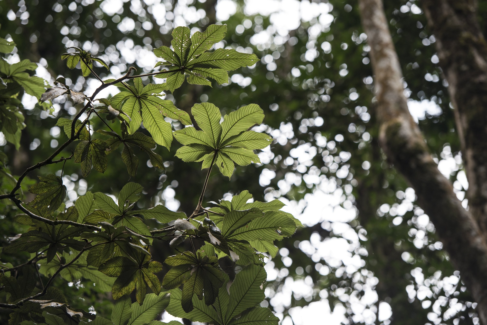 Nyungwe - Cascade de Kamiran