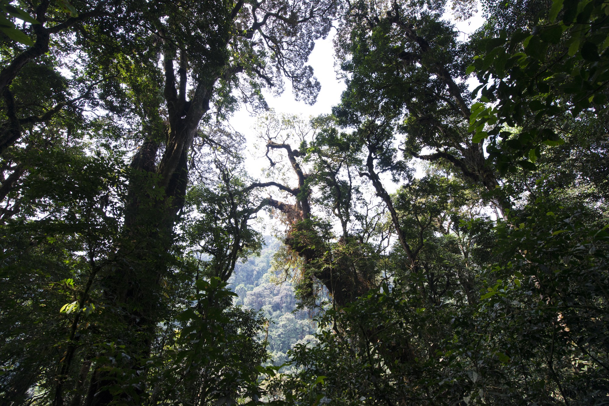 Nyungwe - Cascade de Kamiran