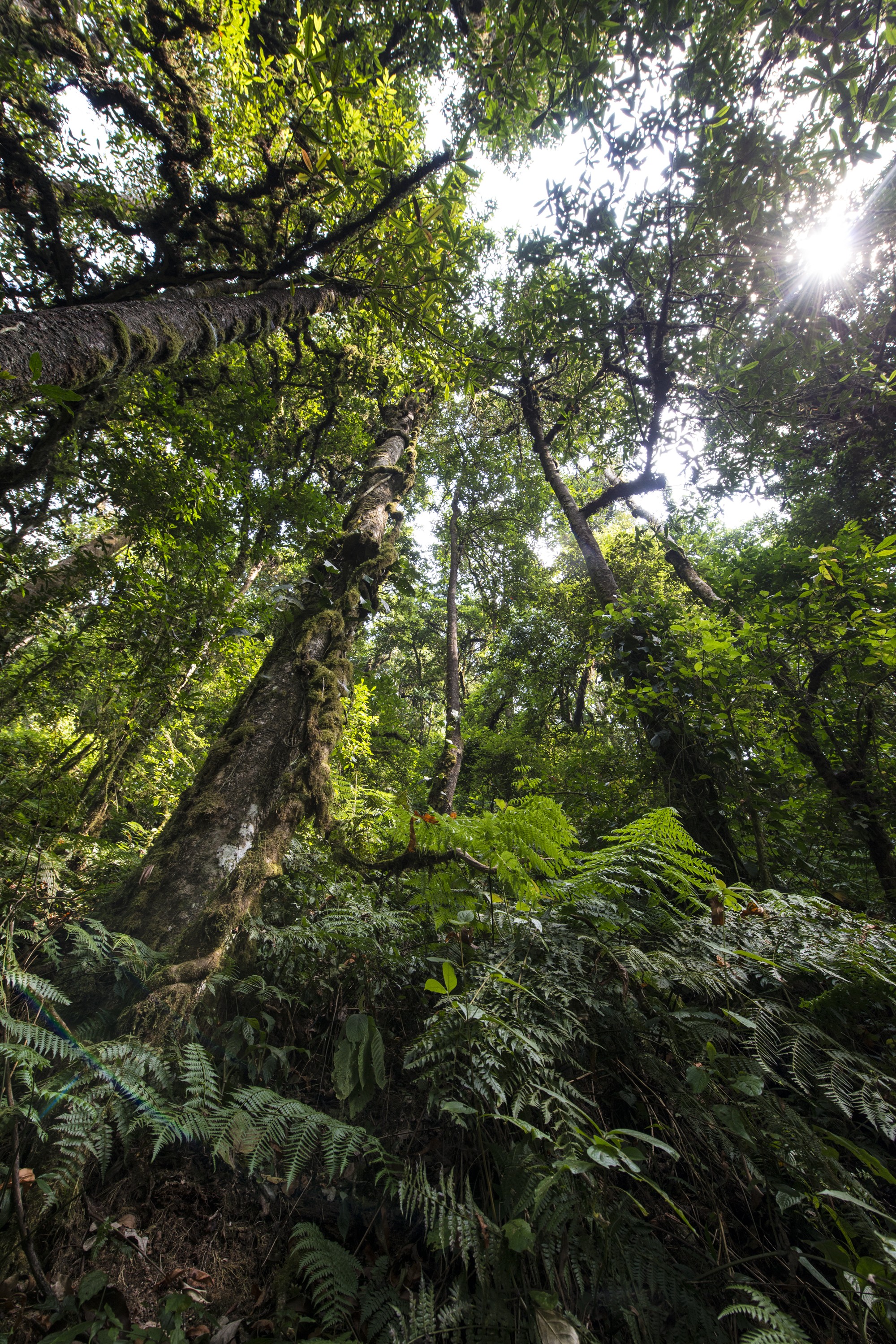 Nyungwe - Cascade de Kamiran