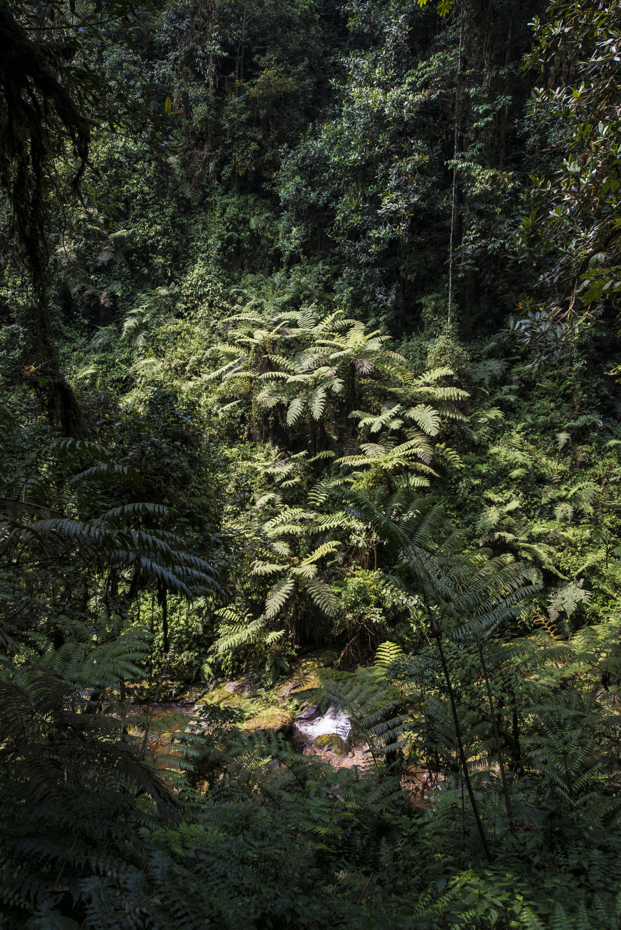 Nyungwe - Cascade de Kamiran