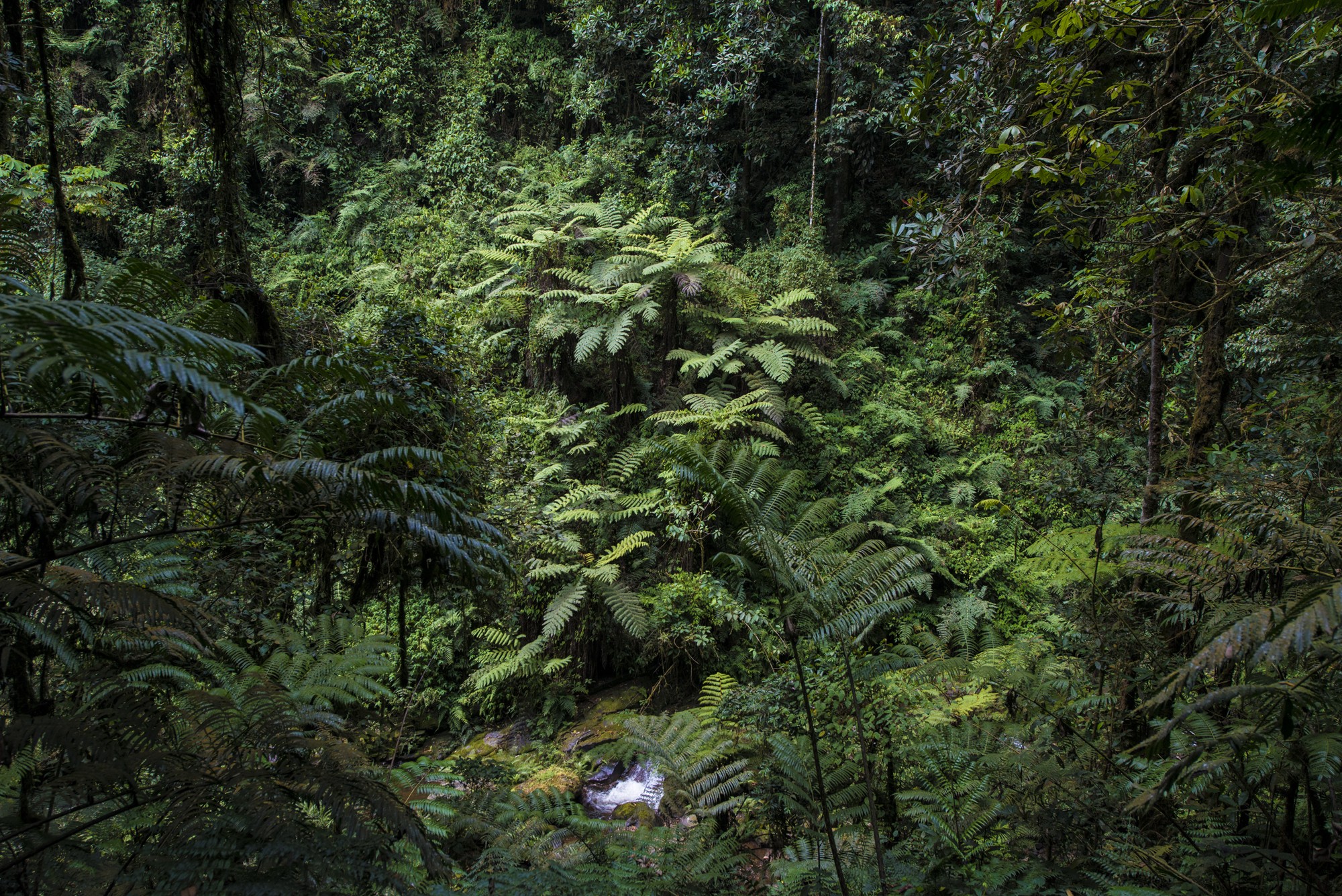 Nyungwe - Cascade de Kamiran