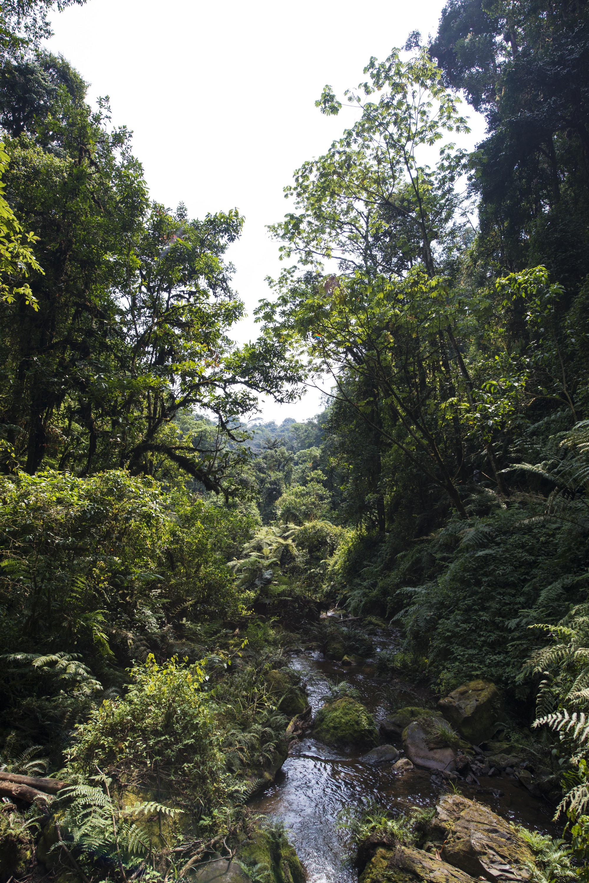 Nyungwe - Cascade de Kamiran