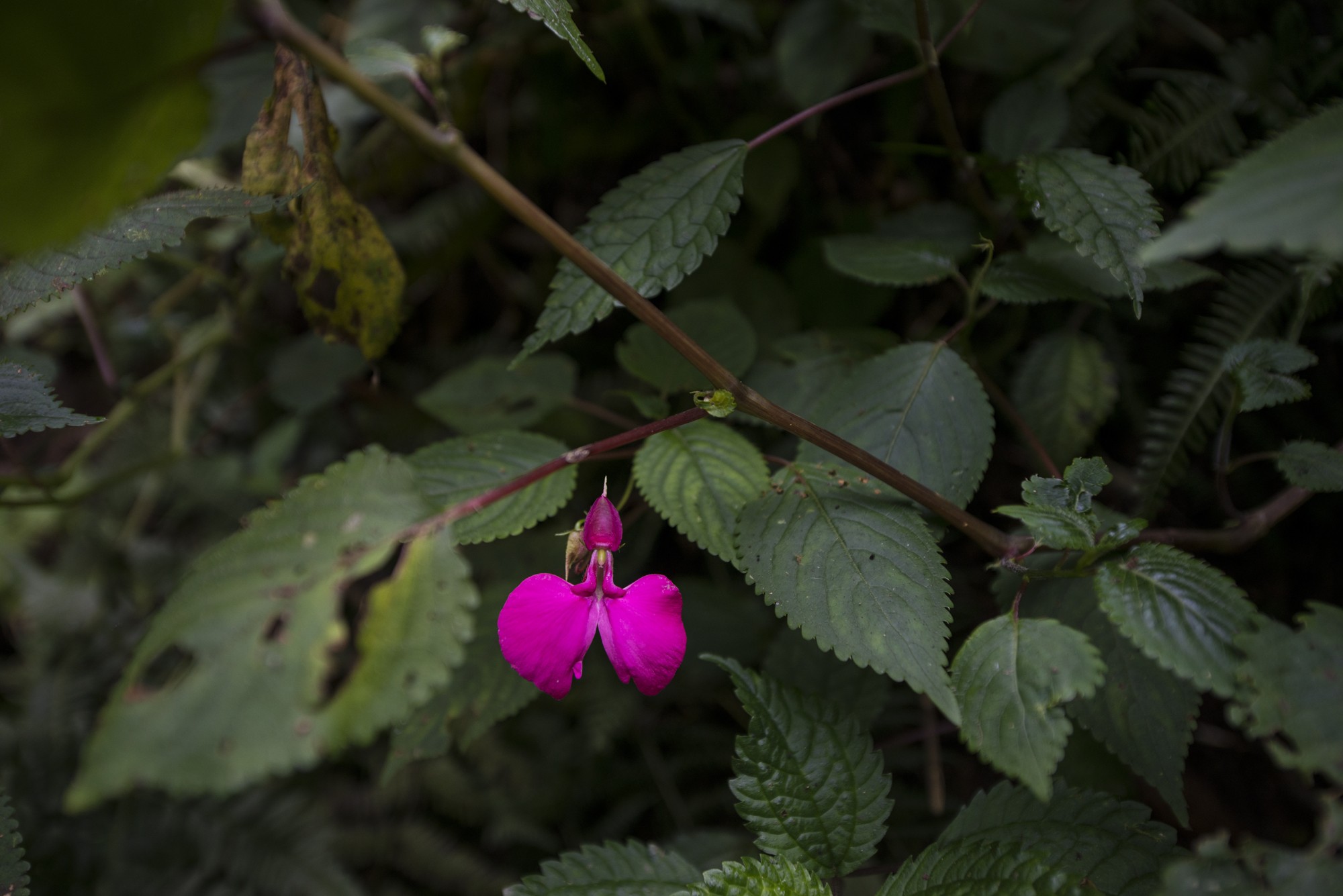 Nyungwe - Cascade de Kamiran