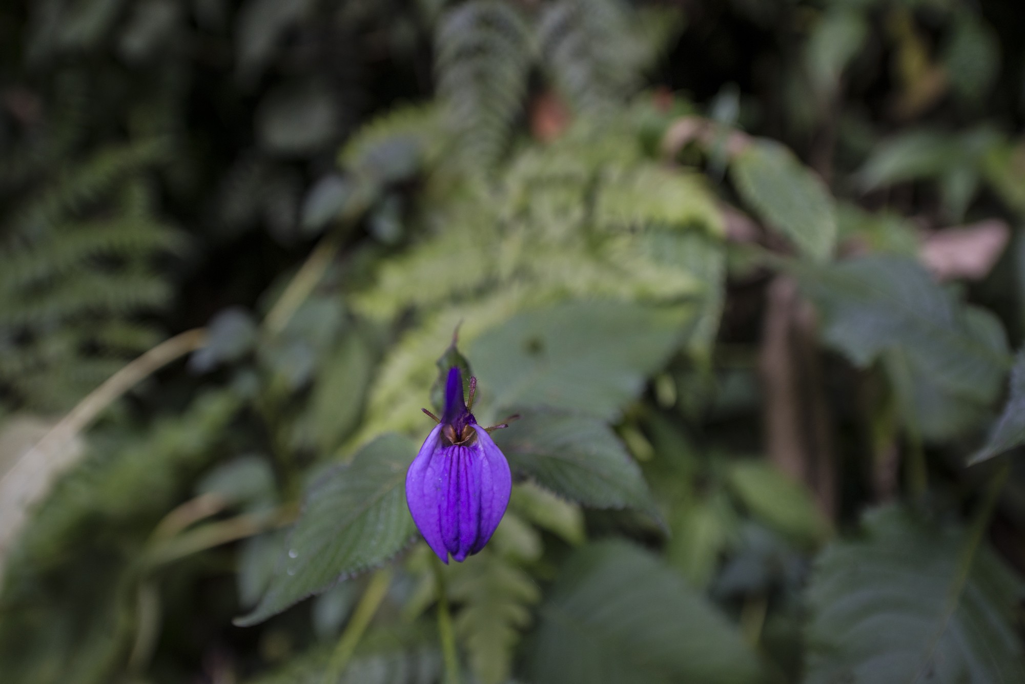 Nyungwe - Cascade de Kamiran