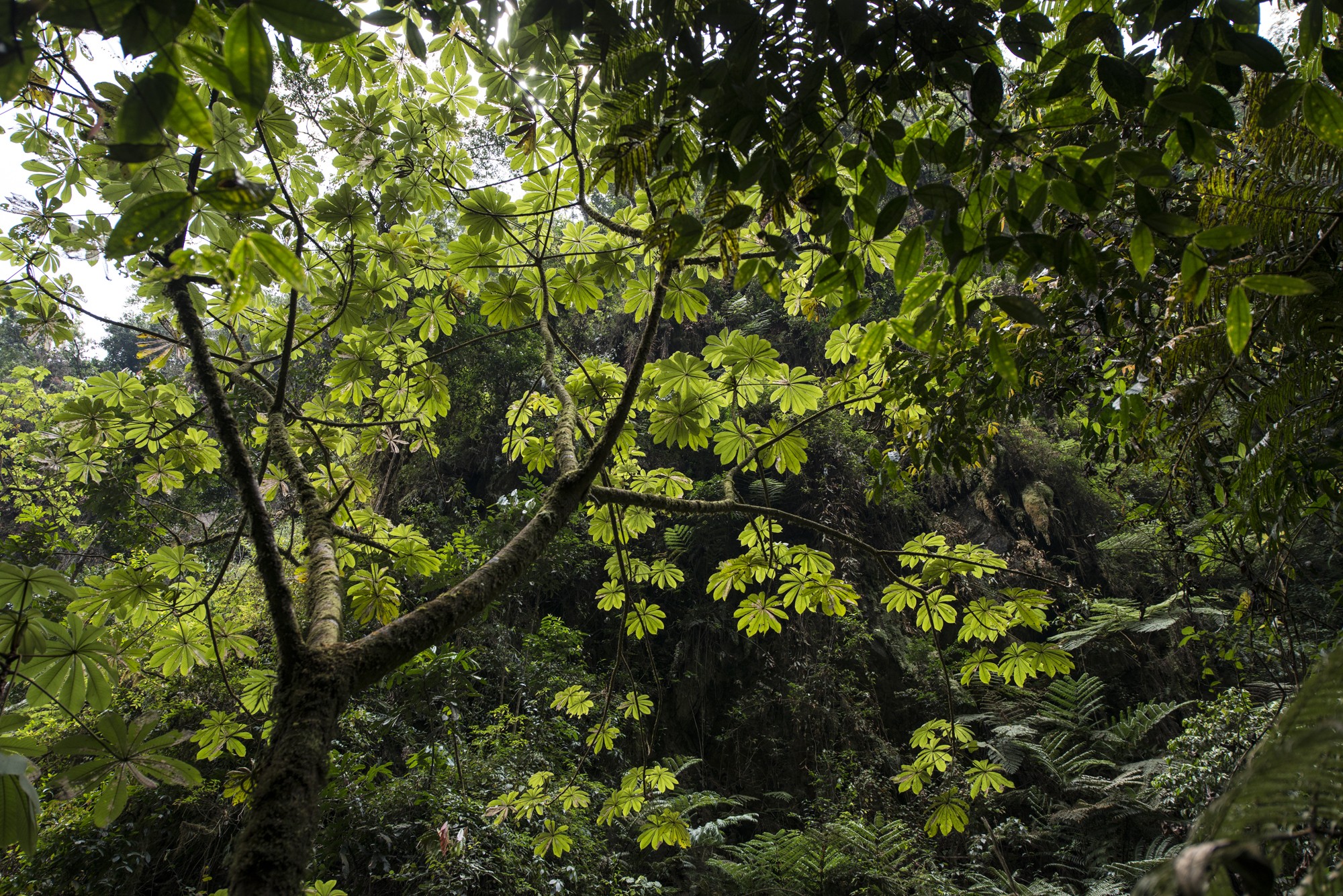 Nyungwe - Cascade de Kamiran