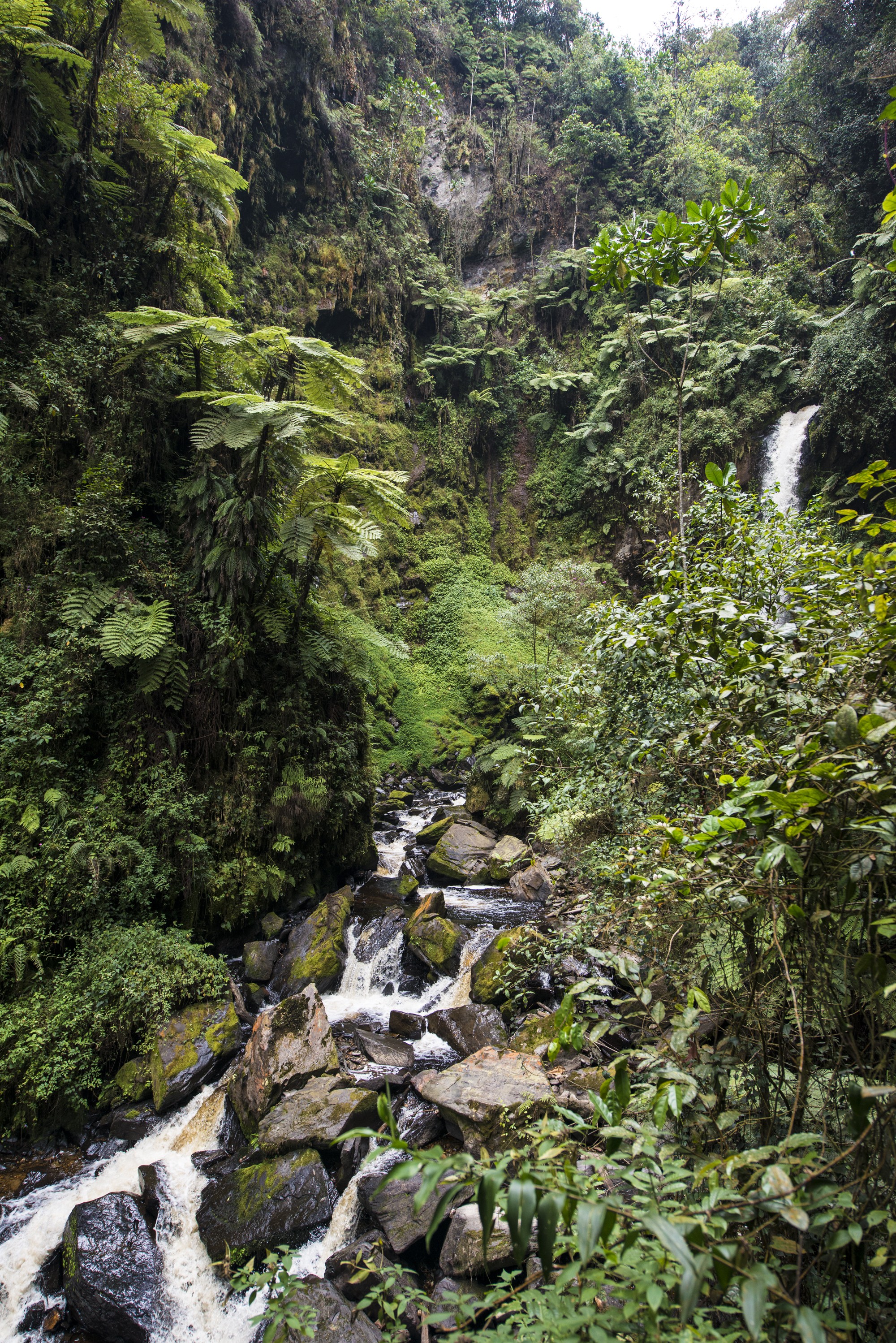 Nyungwe - Cascade de Kamiran