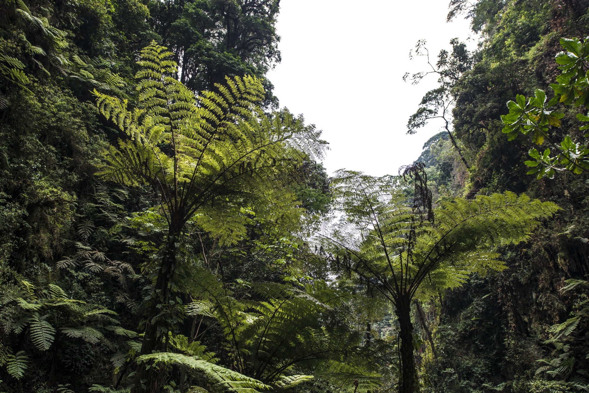 Nyungwe - Cascade de Kamiran