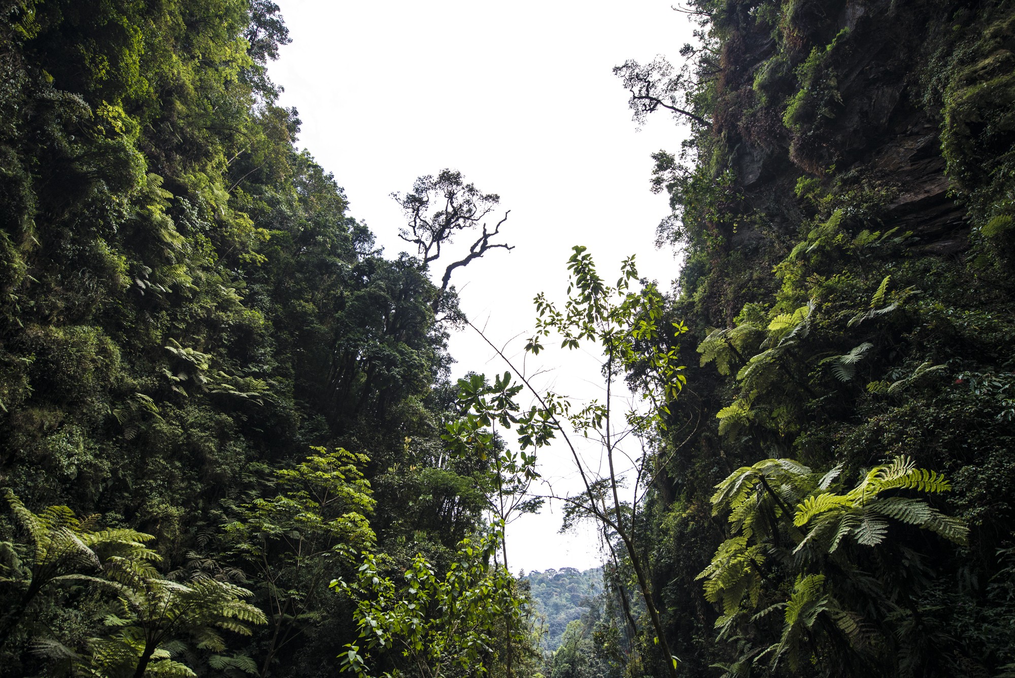 Nyungwe - Cascade de Kamiran