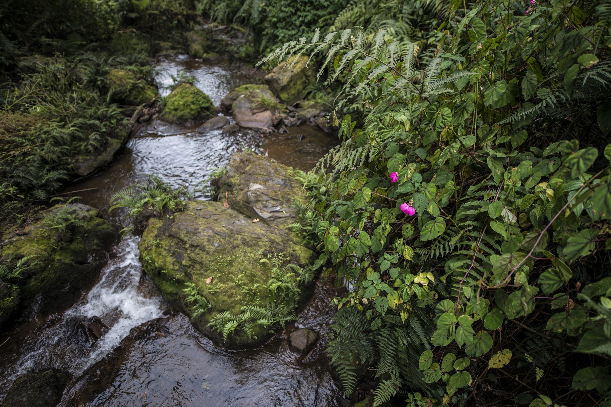 Nyungwe - Cascade de Kamiran