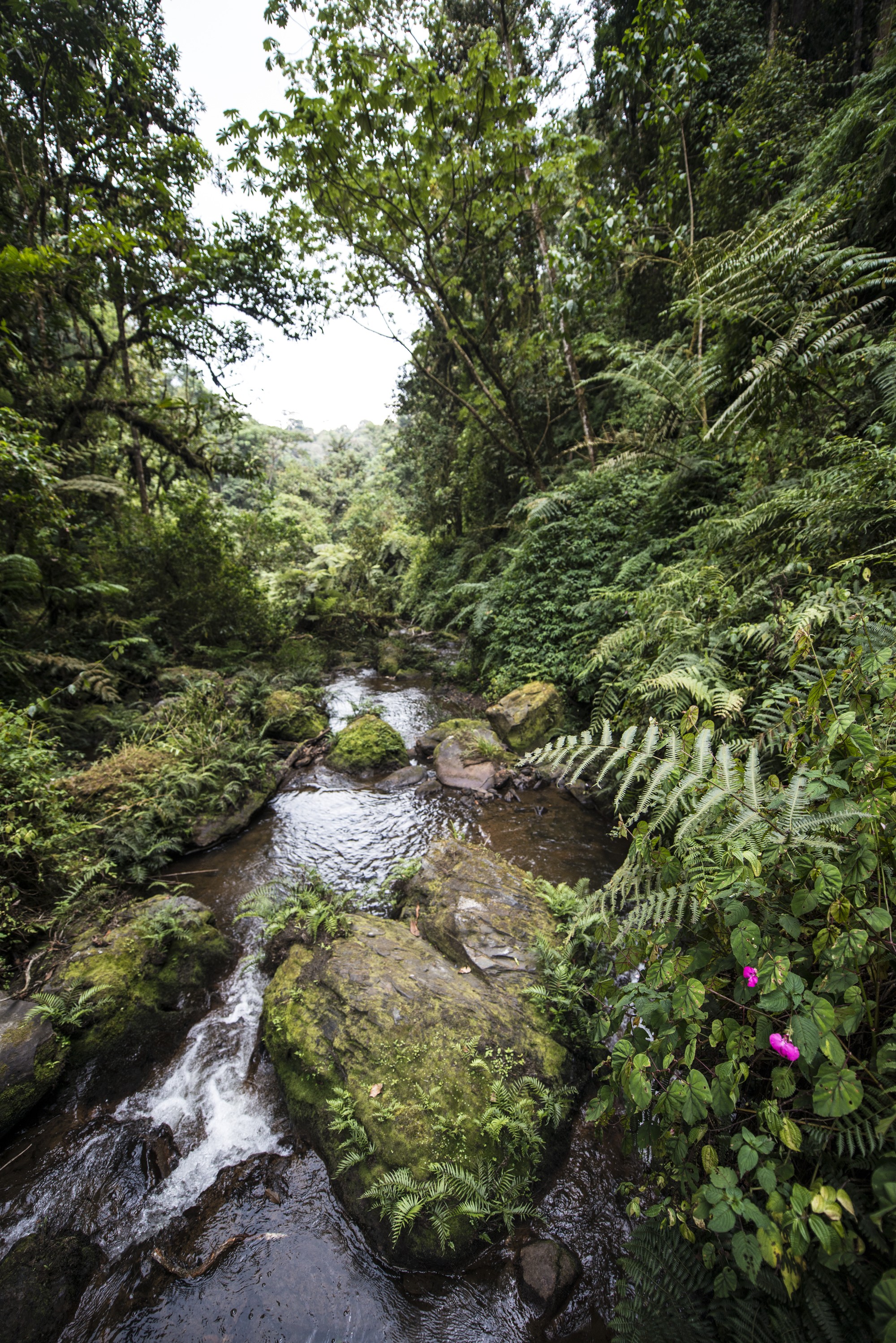 Nyungwe - Cascade de Kamiran