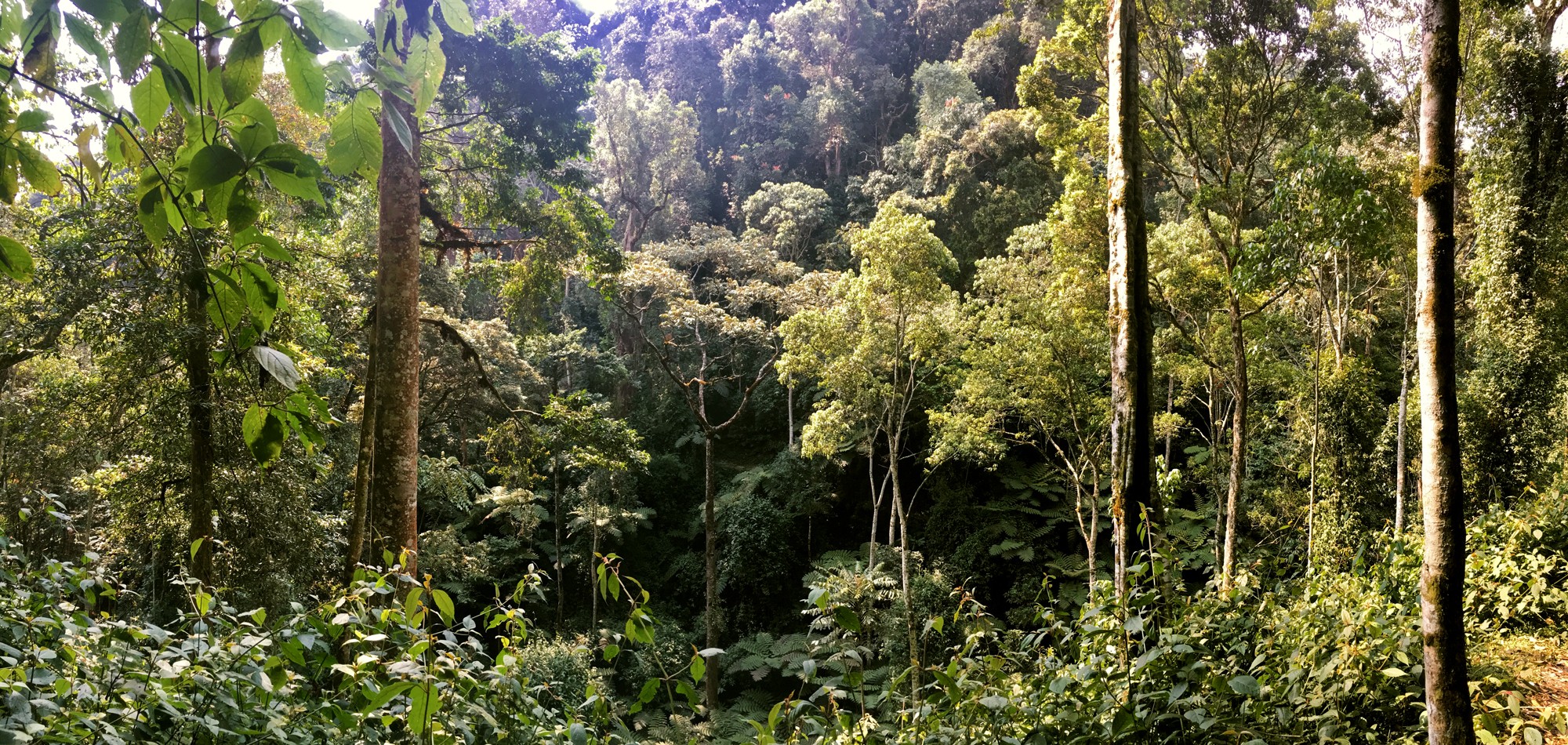 Nyungwe