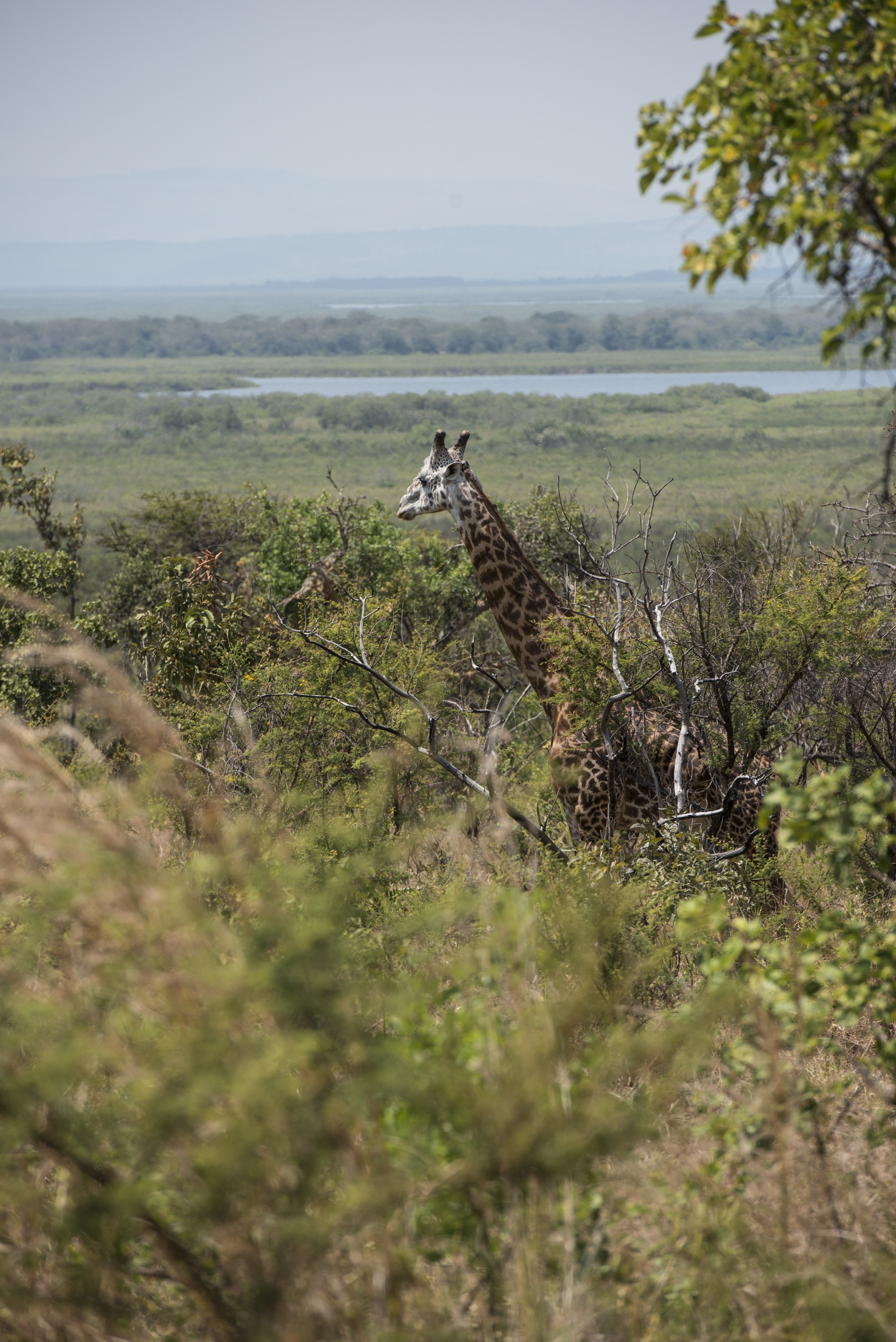 Akagera