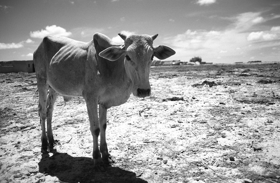 Delta du Niger, Mopti region, Mali