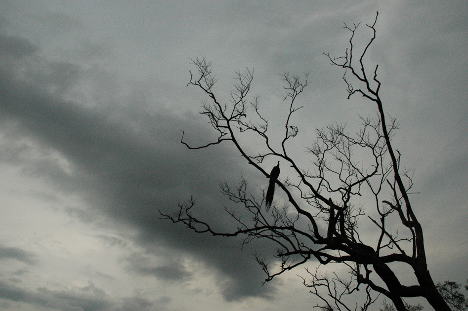 National Park of Yala, Sri Lanka 