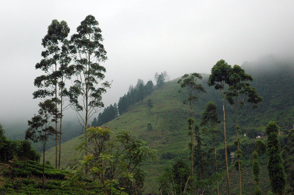 Tea fields, Nowara Eliya, Sri Lanka 